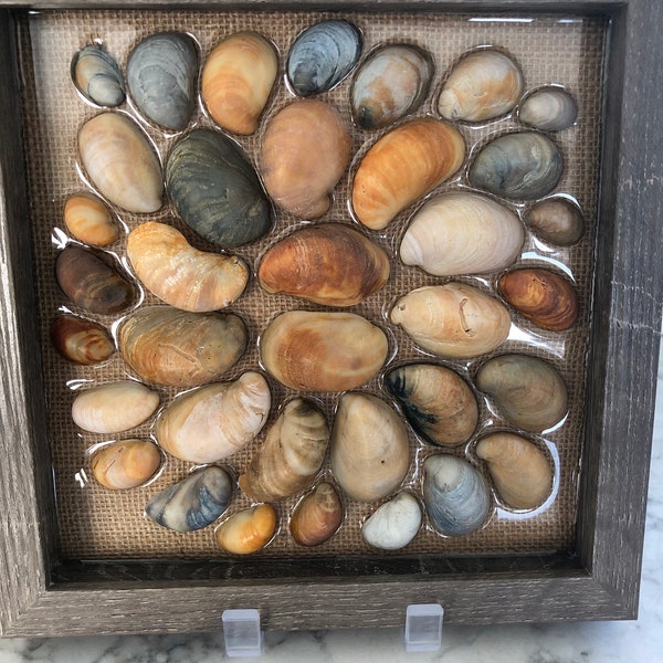 Hatteras Island Slipper Shell Framed Art, Coastal Decor, Beach Art, Sea Shell Decor, Shadowbox Shell Collection