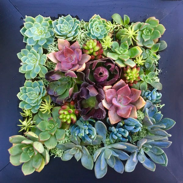 ART OF SUCCULENTS, Living Picture, Vertical Garden, Succulent Picture, Gift, Table Centrepiece, Growing Picture, Gift for Plant Lover