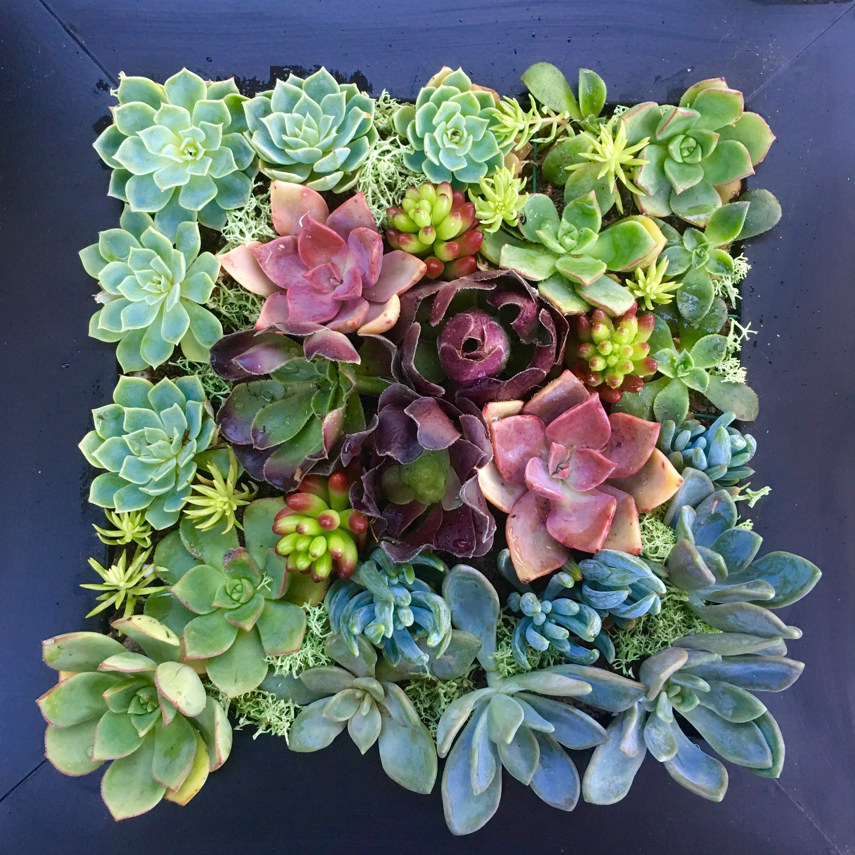 ART OF SUCCULENTS, Living Picture, Vertical Garden, Succulent Picture,  Gift, Table Centrepiece, Growing Picture, Gift for Plant Lover - Etsy