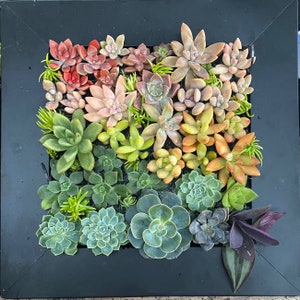 Rainbow Garden, real living succulent picture, wall art gift, Sydney Royal Botanic Gardens, succulents, Vertical Garden, plant lover Gift