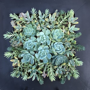 ART OF SUCCULENTS, Living Picture, Vertical Garden, Succulent Picture, Gift, Table Centrepiece, Growing Picture, Gift for Plant Lover