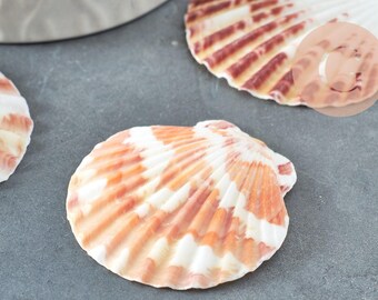 Natural scallop shell, shell pendant, shell jewelry, natural shell, x2 G1753