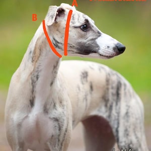 May include: A close-up of a Whippet dog with a white and gray coat. The dog is looking to the right. The image shows two measurements labeled A and B. A = measure around skull. B = measure around neck.