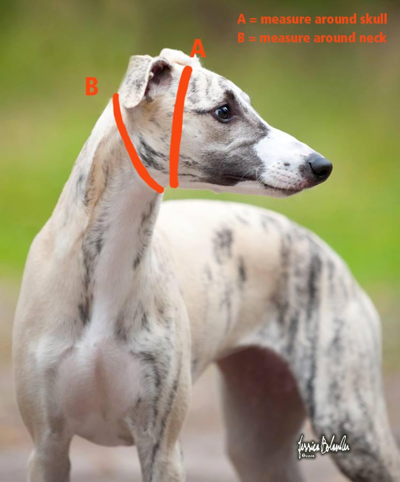 May include: A close-up of a Whippet dog with a white and gray coat. The dog is looking to the right. The image shows two measurements labeled A and B. A = measure around skull. B = measure around neck.