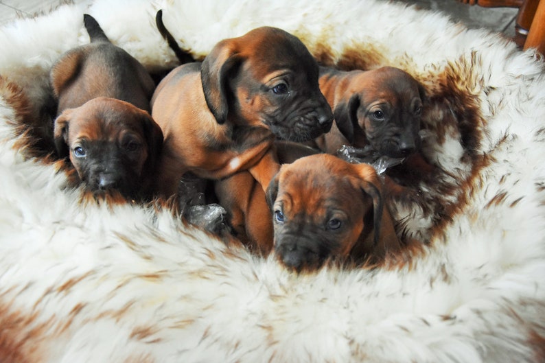 BLACK FRIDAY SALE Pet bed Sheepskin cat bed dog bed Comfy Etsy