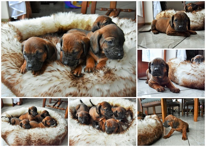 BLACK FRIDAY SALE Pet bed Sheepskin cat bed dog bed Comfy Etsy