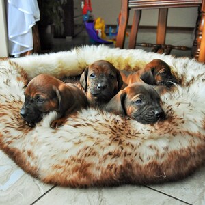 Pet Bed Sheepskin Cat Bed Dog Bed Comfy Cozy Bed For Etsy