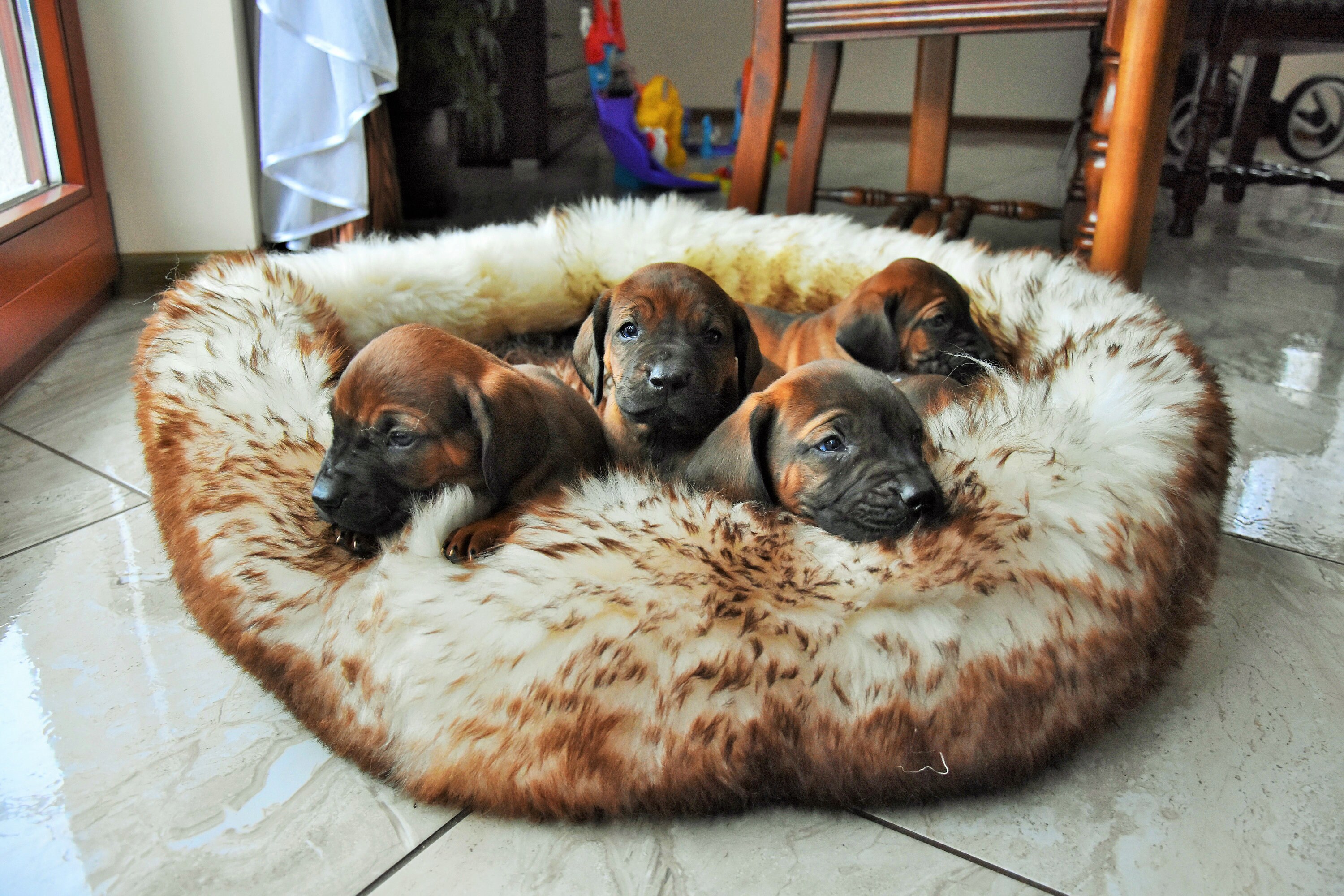 black friday pet beds