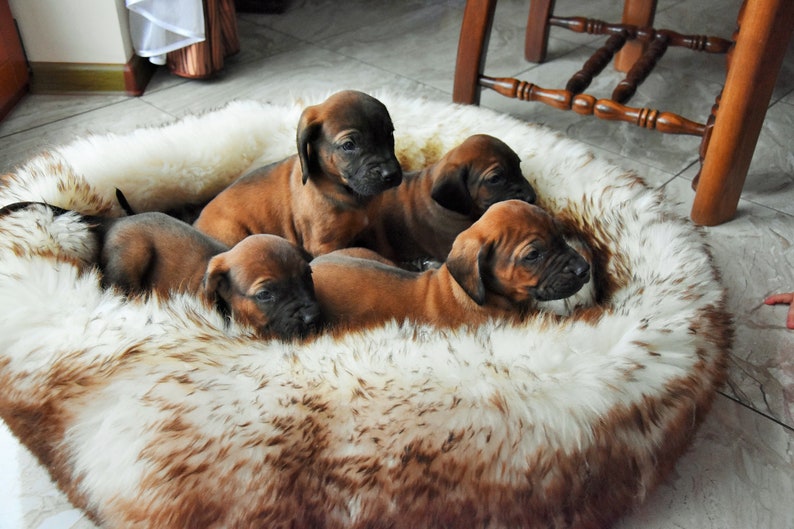 BLACK FRIDAY SALE Pet bed Sheepskin cat bed dog bed Comfy Etsy