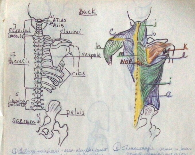 Vintage Anatomy Drawings Booklet, Handdrawn & Colored Anatomy Paper