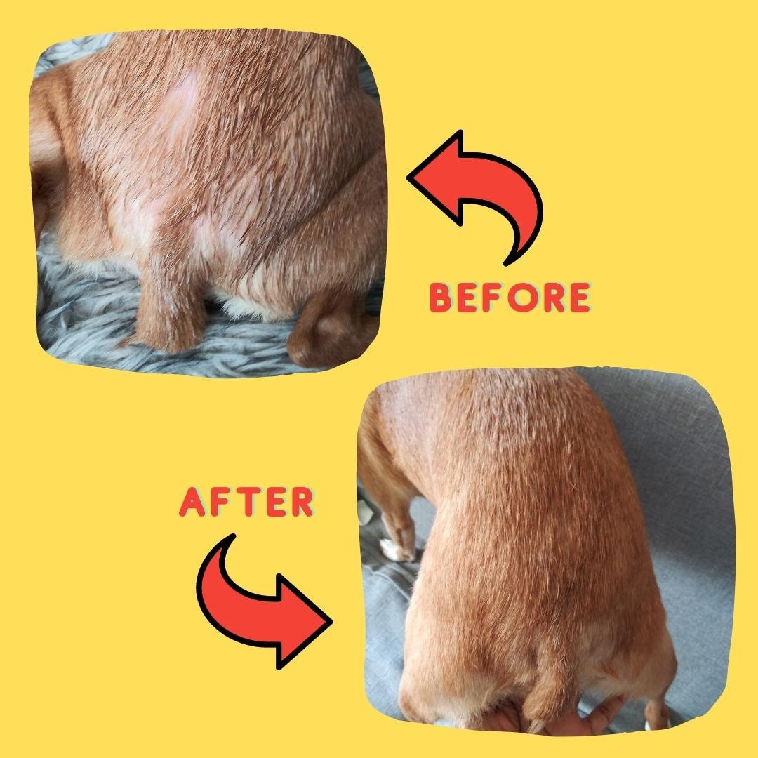 How Long Do Dog Hot Spots Take To Heal