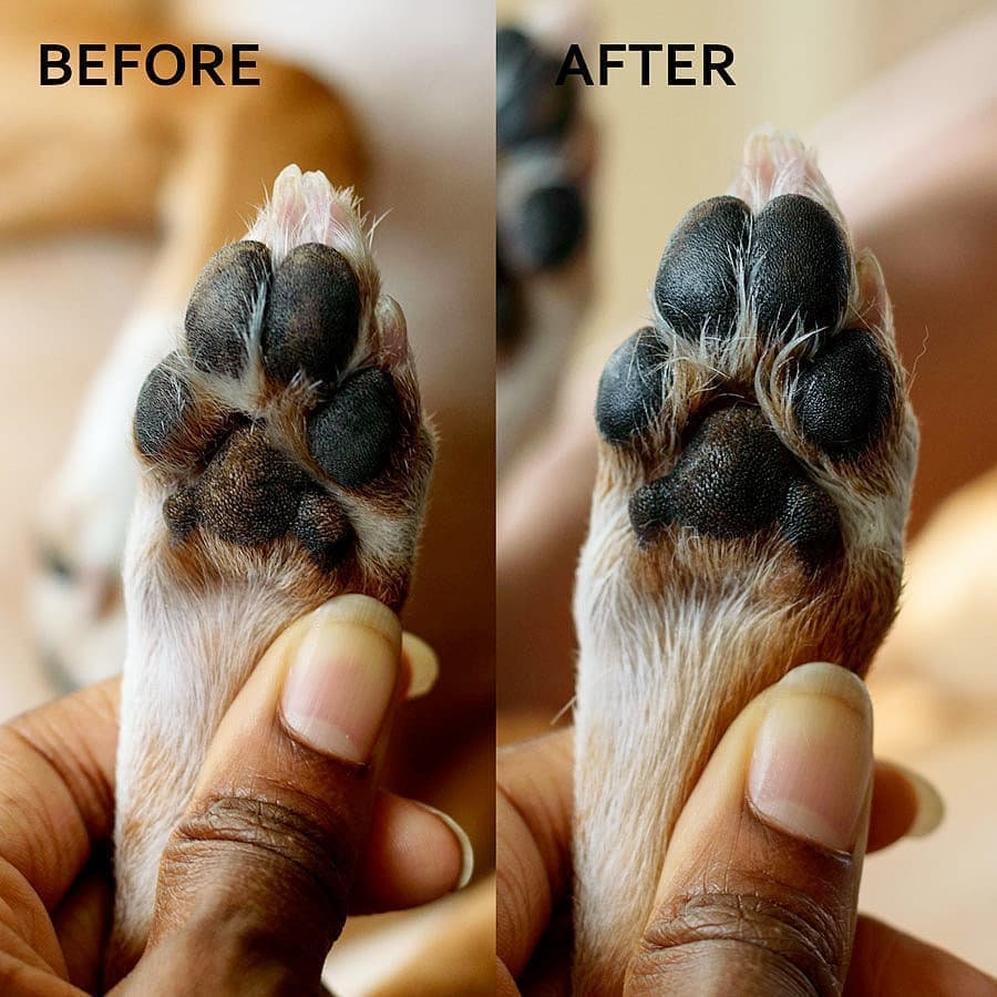 What To Put On Rough Dog Paws