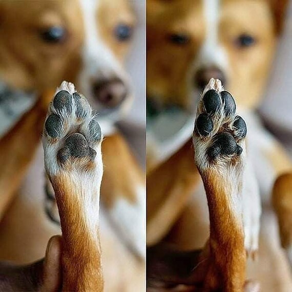What To Put On Dog Paws When Dry What Can I Put On My Dogs Dry Paw Pads