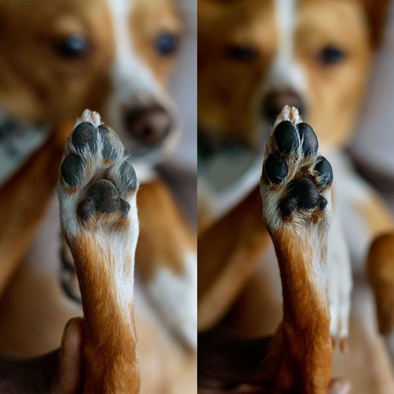 dog paw protection
