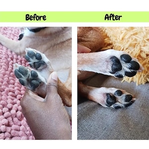 May include: The image shows a dog's paws before and after a treatment. The left side shows the paws before, with the text "Before" above. The right side shows the paws after, with the text "After" above. The dog's paws are brown with black pads.