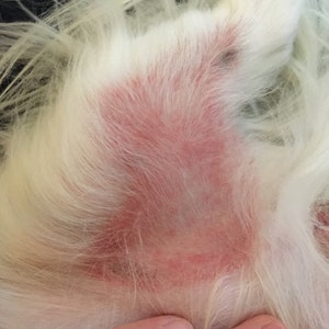May include: Close-up of a dog's white fur with a large, red, irritated patch of skin. The skin appears inflamed. The dog's fur is long and fluffy, contrasting with the irritated skin. The area may be itchy.