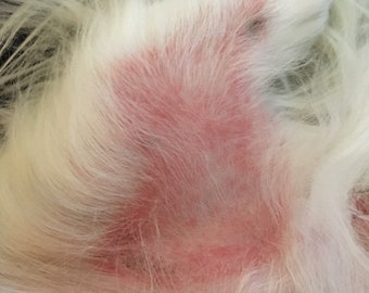 Itch Relief Dog Shampoo Bar, Lavender & Apple Cider Vinegar