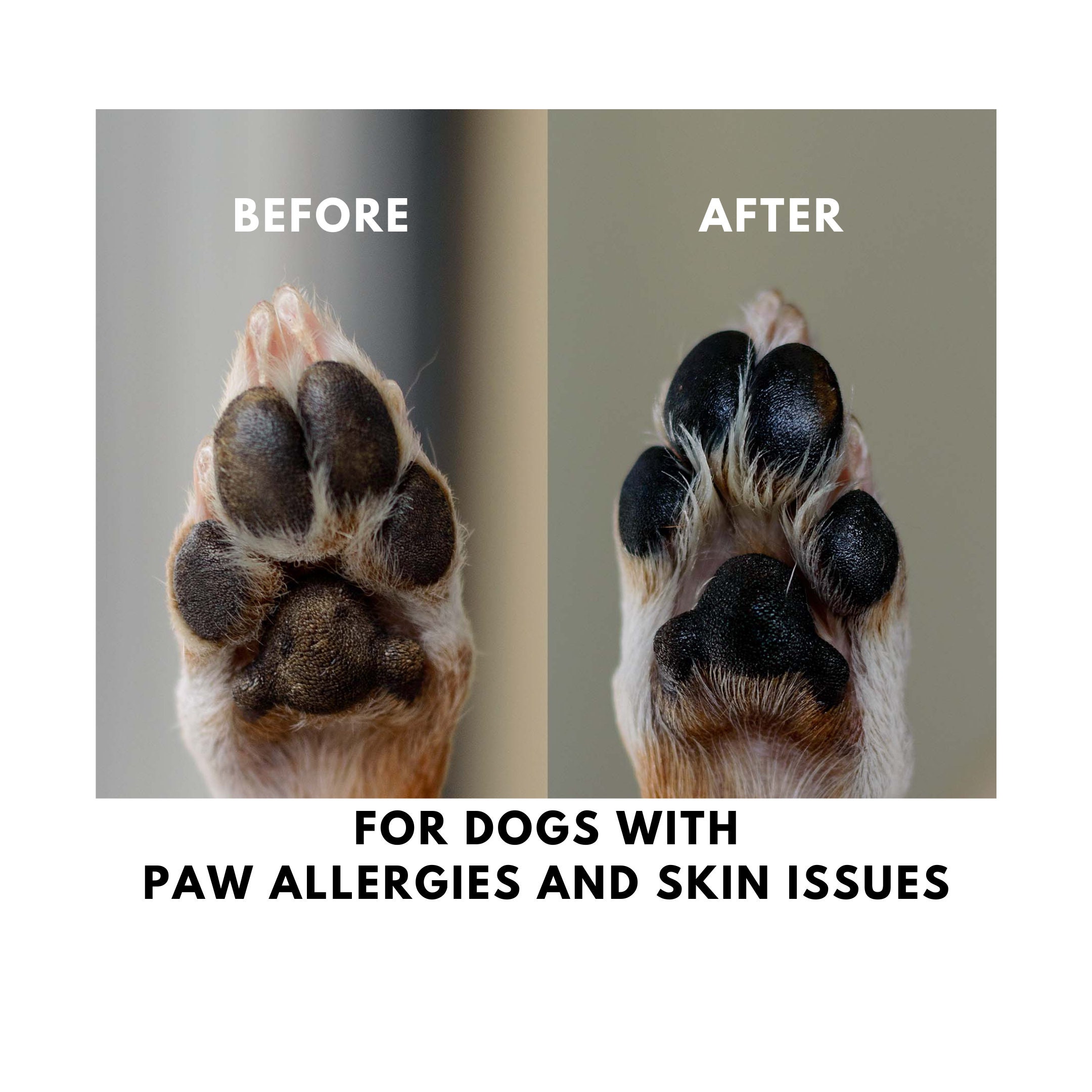 Dogs Paw Pads Are Dry stickhealthcare.co.uk