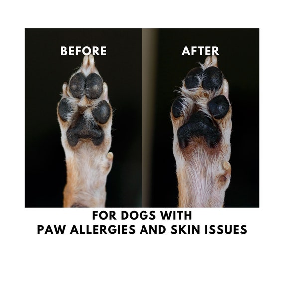 Why Are My Dogs Paws Cracked