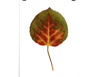 Aspen Leaf Art Print - Aspen Leaf Poster, Fall poster, Fall wall art, leaf art print, leaf poster, fall print