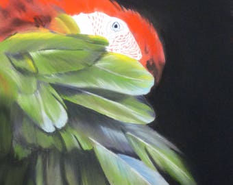 Ara Chloroptère - Animal art - pastel