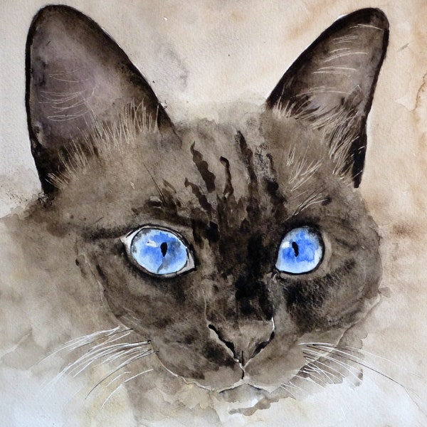 Chat Siamois - art animalier - Félin