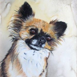 long-haired chihuahua - animal art - dog portrait