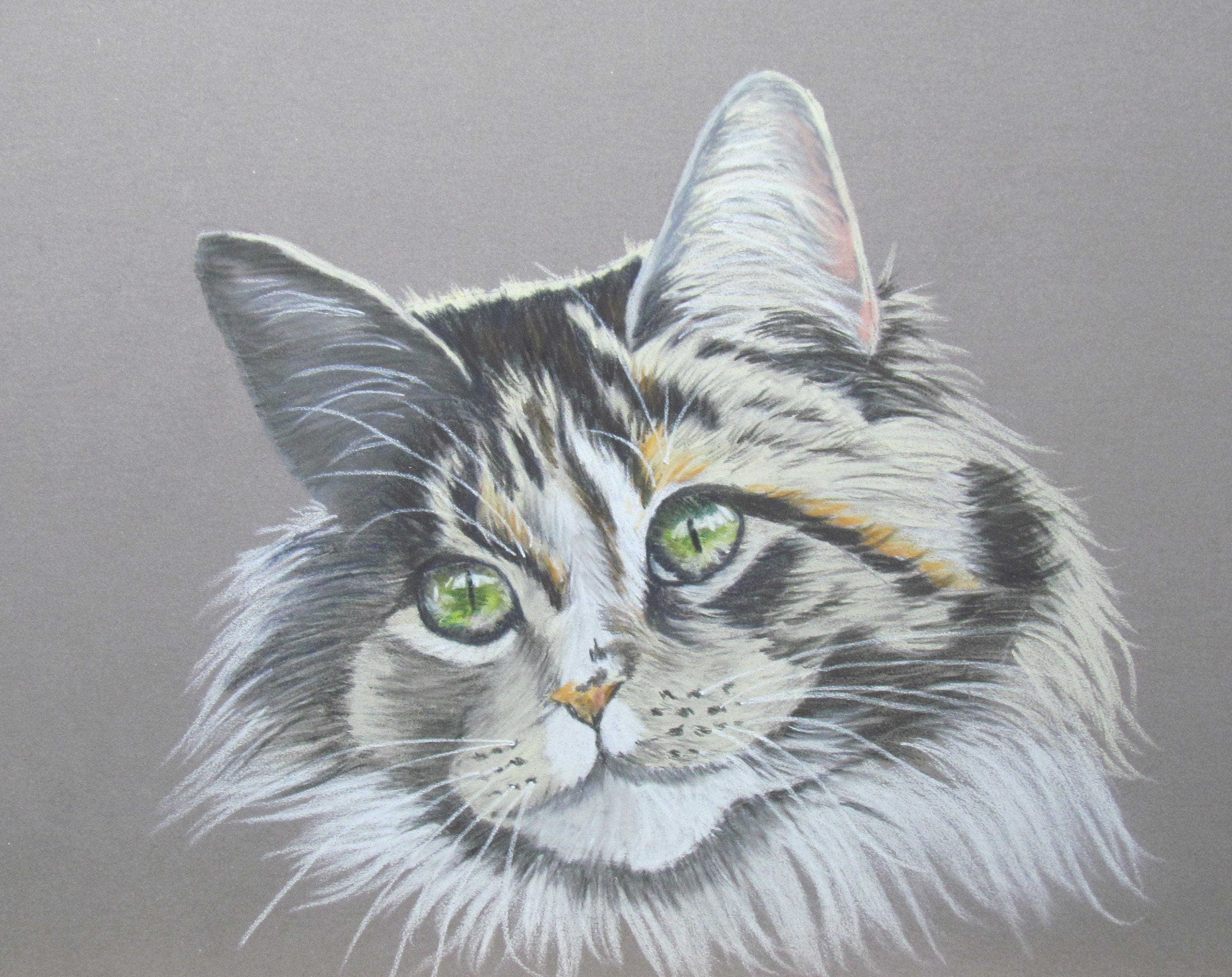 Long-haired Grey Tabby Cat Animal Art Animal Pastel - Etsy