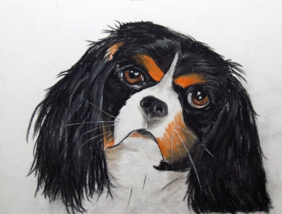 Animal Dog Cavalier King Charles Tricolor Portrait In Pastel Animal Art