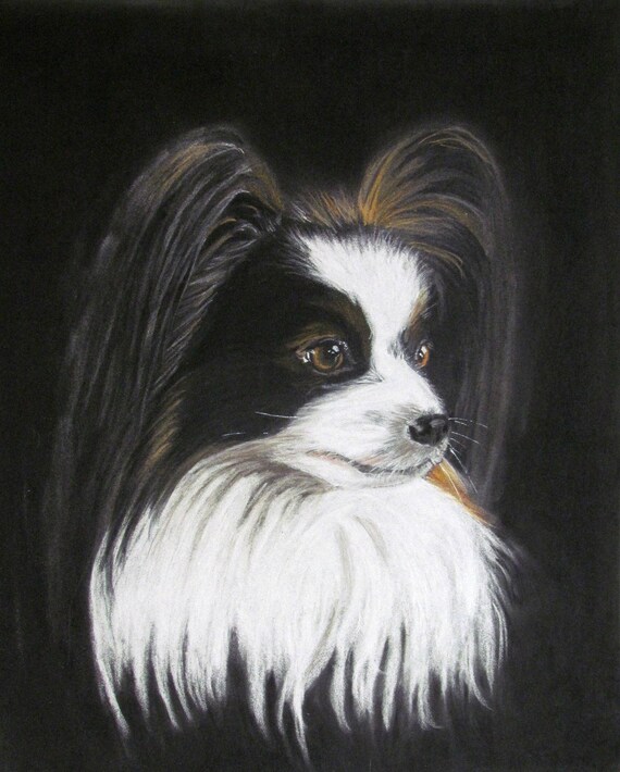 Chien Epagneul Nain Continental Noir Et Blanc Epagneul Papillon Portrait Animalier Au Pastel Art Animalier