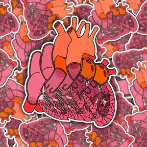 Split Anatomical Heart Sticker - Detailed Left and Right Heart Anatomy