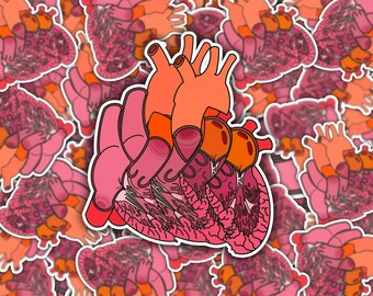 Split Anatomical Heart Sticker - Detailed Left and Right Heart Anatomy
