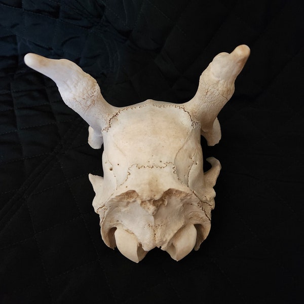 Real Bone Skull with horns wicked looking head skeleton not sure the animal 7x5 witchcraft spell Wiccan spells  white witch