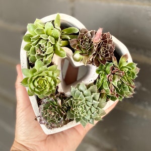 3D Concrete Cement Heart  (2” x 5.5” ) planter for succulents/flowers/herbs with 3 drain holes Valentine’s Day gift