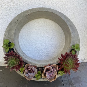 May include: A circular concrete planter with a rough texture, filled with a variety of succulents in shades of green, red, and purple.