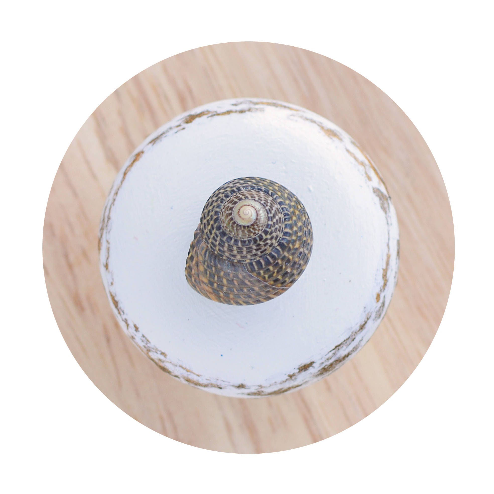Beach drawer knobs Sea shell knob White knob Unique Etsy