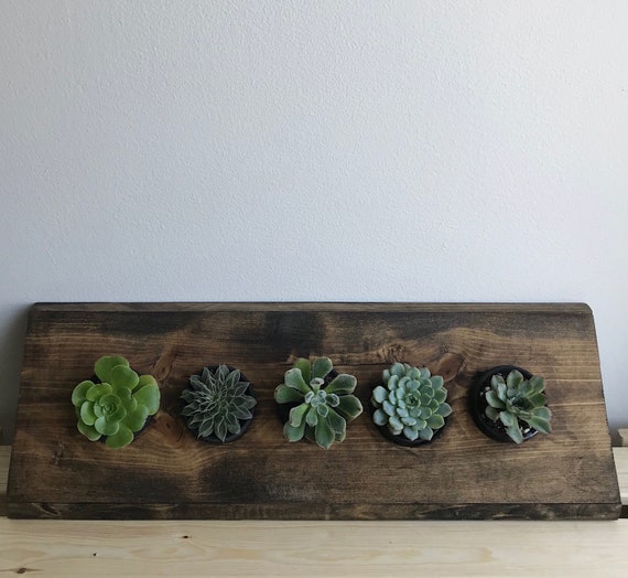 Succulent and Air Plant Holder 5 x 4