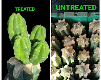 Crema per la crescita di cactus 10, 15 o 28 g Keiki Paste Cloning Assist Cream NON si separa né si deposita MAI. Non è MAI necessario miscelare. Benzylaminopurine BAP