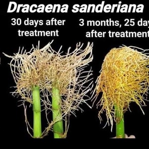 May include: A comparison of the root systems of Dracaena sanderiana plants. The first two plants are untreated control plants. The third plant shows the root system 30 days after treatment. The fourth plant shows the root system 3 months and 25 days after treatment. The last two plants are control plants 3 months and 25 days later.