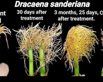 Acido indolo butirrico (IBA) - Solubile in acqua, con istruzioni. Stimolatore della crescita delle radici facile da usare con misurino di precisione, disponibile in diverse misure.