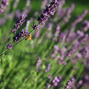 May include: A honeybee rests on a vibrant purple lavender flower spike. The plant features multiple slender green stems topped with clusters of small, fragrant purple blossoms, creating a dense field of lavender flowers in a natural setting.