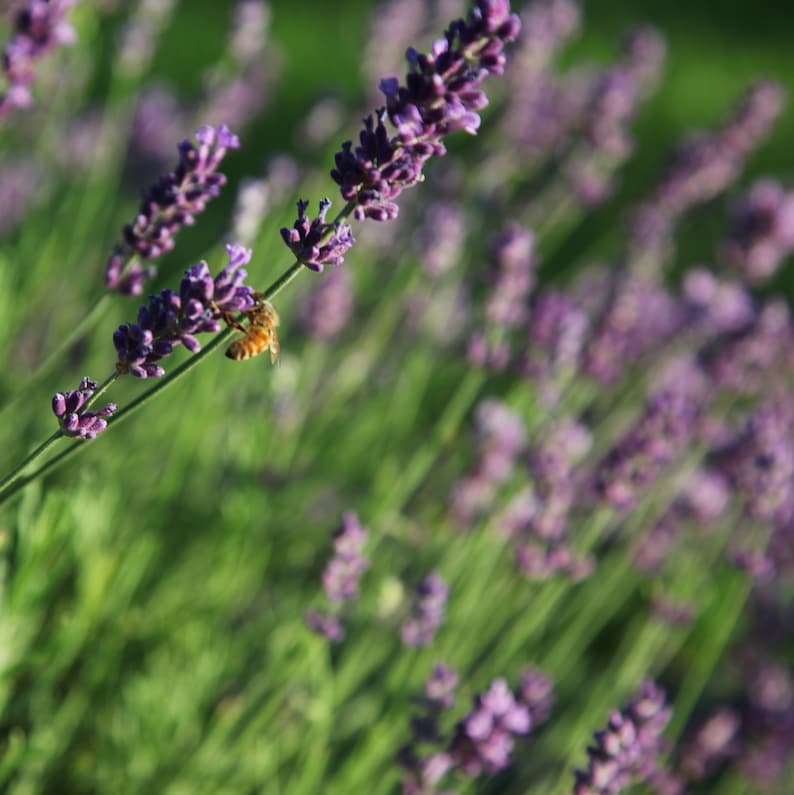 May include: A honeybee rests on a vibrant purple lavender flower spike. The plant features multiple slender green stems topped with clusters of small, fragrant purple blossoms, creating a dense field of lavender flowers in a natural setting.