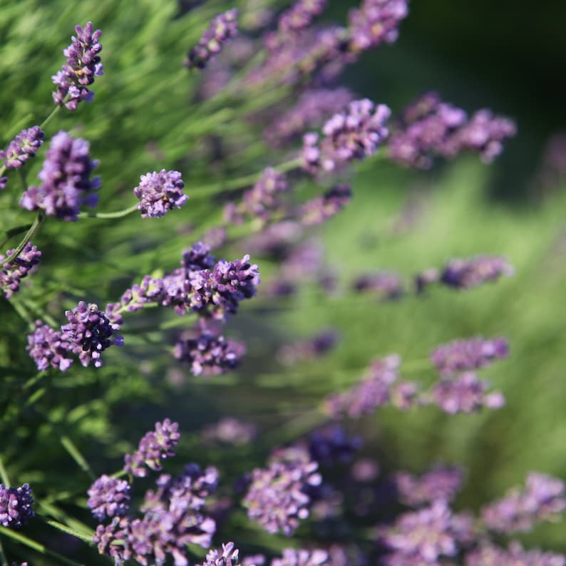 Fragrant Dried English Lavender: Michigan Grown, Deep Purple image 3