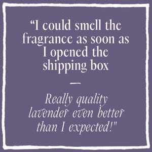 May include: A square purple graphic with a white hand-drawn border containing the white text: "I could smell the fragrance as soon as I opened the shipping box - Really quality lavender even better than I expected!" in a serif font.