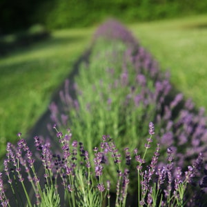 Fragrant Dried English Lavender: Michigan Grown, Deep Purple image 5