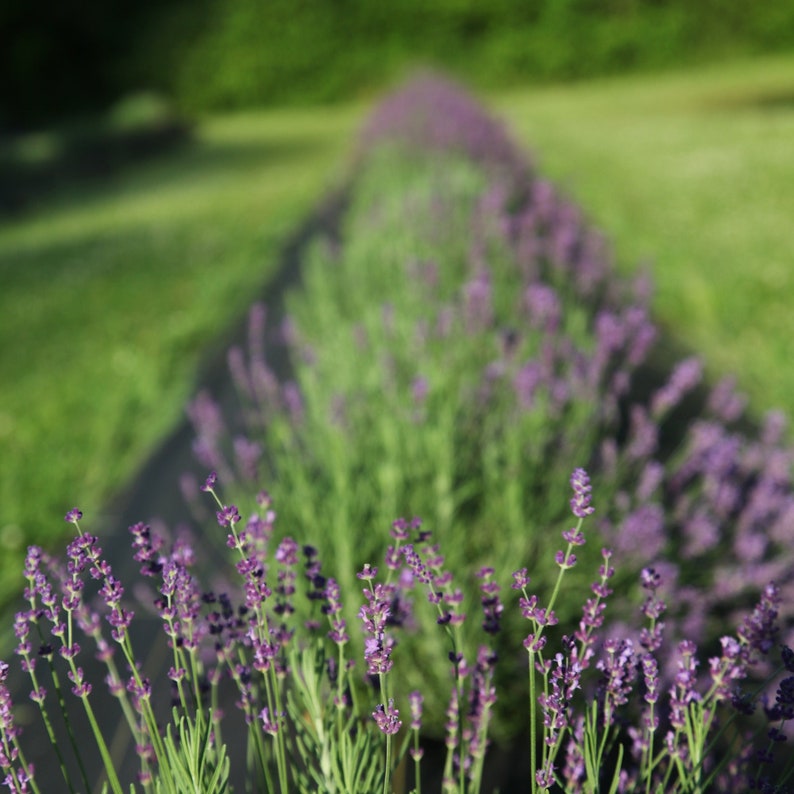 Fragrant Dried English Lavender: Michigan Grown, Deep Purple image 5