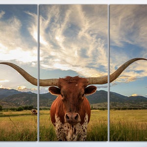 Texas longhorn steer 3 panel canvas print