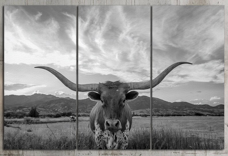 May include: A black and white photograph of a longhorn steer with large horns, standing in a field with a cloudy sky in the background.