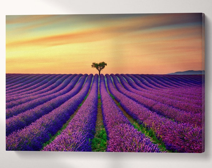 Lavender in Provence, France Canvas Eco Leather Print, Made in Italy!