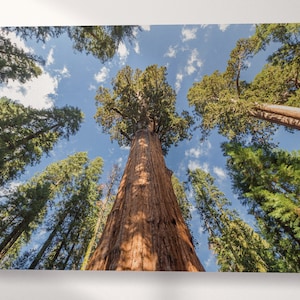 Redwood Tree Sequoia National Park California Canvas Eco Leather Print, Made in Italy!